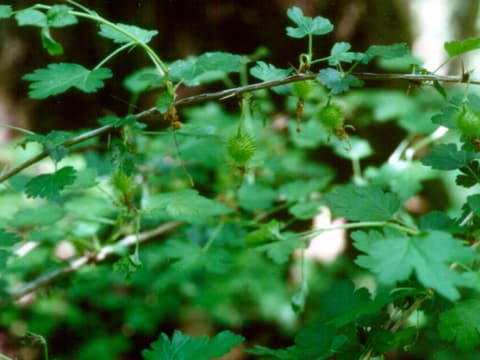 Miccosukee gooseberry (Ribes echinellum) spiny green berries hanging below small lobed leaves