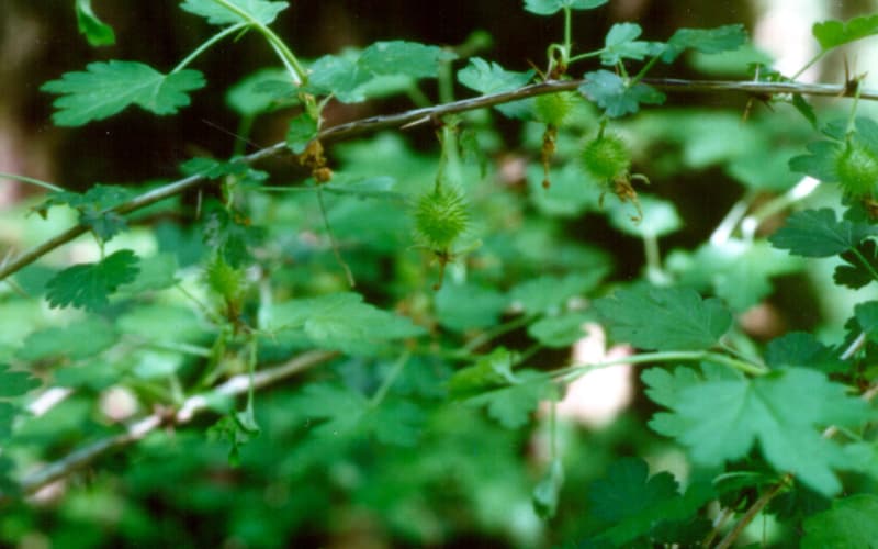 Miccosukee gooseberry (Ribes echinellum) spiny green berries hanging below small lobed leaves