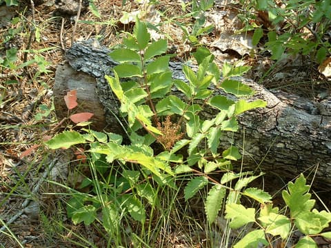 Michaux's sumac (Rhus michauxii) low plant with toothed compound leaves and a flower cluster in open woods