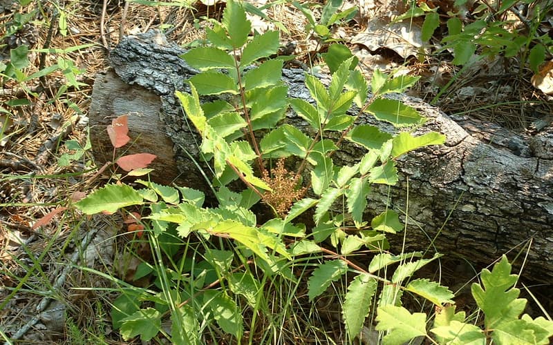 Michaux's sumac (Rhus michauxii) low plant with toothed compound leaves and a flower cluster in open woods
