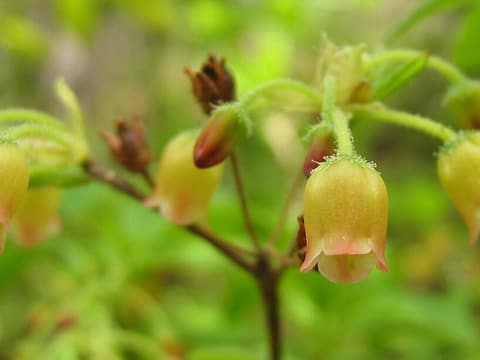 Minnie-bush (Rhododendron pilosum) nodding yellowish bells flushed with red on slender stalks