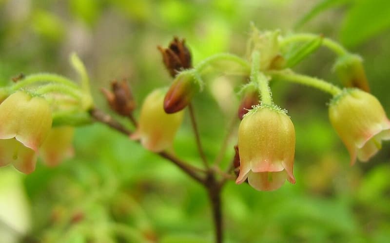 Minnie-bush (Rhododendron pilosum) nodding yellowish bells flushed with red on slender stalks