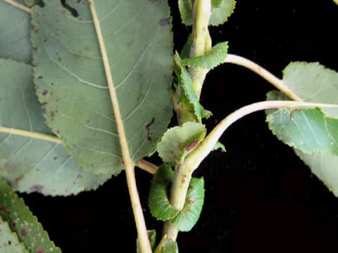Missouri River willow (Salix eriocephala) stem with toothed leaves and large leafy stipules