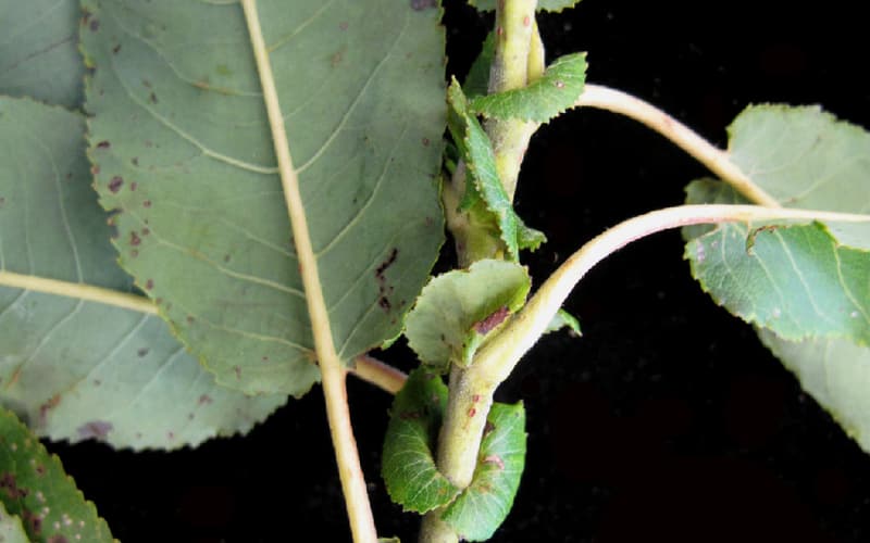 Missouri River willow (Salix eriocephala) stem with toothed leaves and large leafy stipules