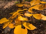 Mockernut hickory (Carya tomentosa) sapling in the woods, its compound leaves turned clear gold in the sun