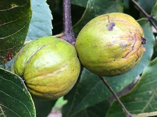 Mockernut hickory (Carya tomentosa) twig in late September with two green husks ripening among the leaves