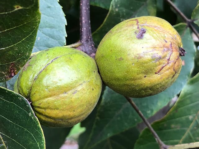 Mockernut hickory (Carya tomentosa) twig in late September with two green husks ripening among the leaves
