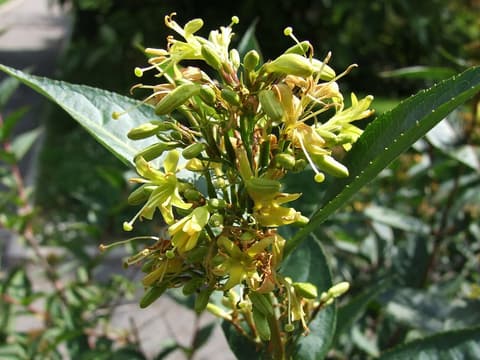 Mountain bush-honeysuckle (Diervilla rivularis) cluster of pale yellow trumpet flowers among toothed leaves