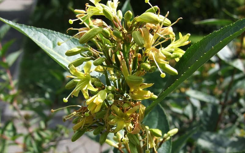 Mountain bush-honeysuckle (Diervilla rivularis) cluster of pale yellow trumpet flowers among toothed leaves