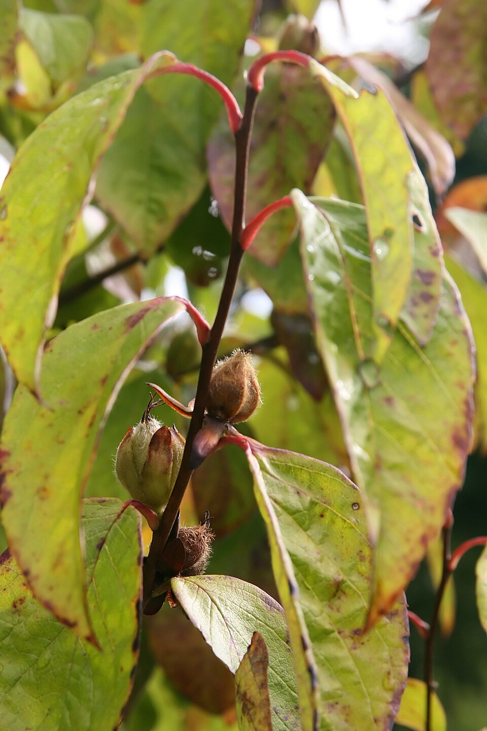 Mountain Camellia (Mountain Stewartia) (Stewartia ovata)