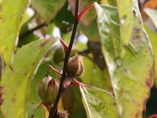 Mountain camellia (Stewartia ovata) fuzzy seed capsules and leaves turning color in fall