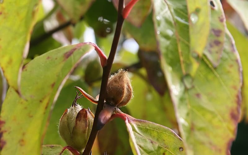 Mountain camellia (Stewartia ovata) fuzzy seed capsules and leaves turning color in fall