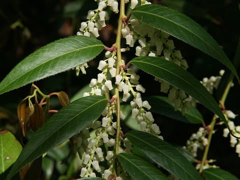 Mountain doghobble (Leucothoe fontanesiana) racemes of white urn-shaped flowers under glossy leaves