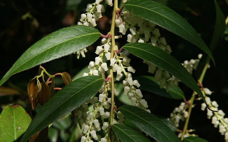 Mountain doghobble (Leucothoe fontanesiana) racemes of white urn-shaped flowers under glossy leaves