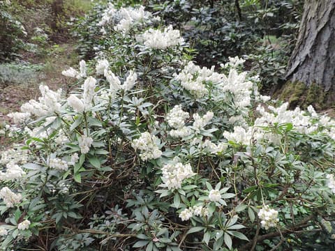 Mountain fetterbush (Pieris floribunda) shrub covered in upright clusters of white flowers