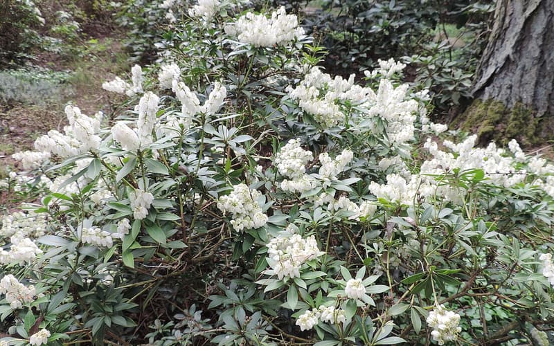 Mountain fetterbush (Pieris floribunda) shrub covered in upright clusters of white flowers
