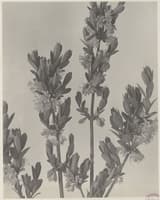 Mountain fly honeysuckle (Lonicera villosa) flowering branches with paired pale flowers, a 1911 photograph