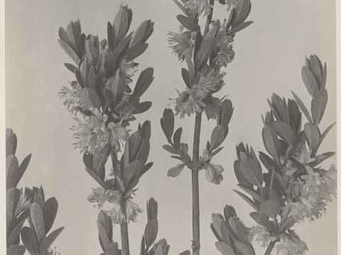 Mountain fly honeysuckle (Lonicera villosa) flowering branches with paired pale flowers, a 1911 photograph