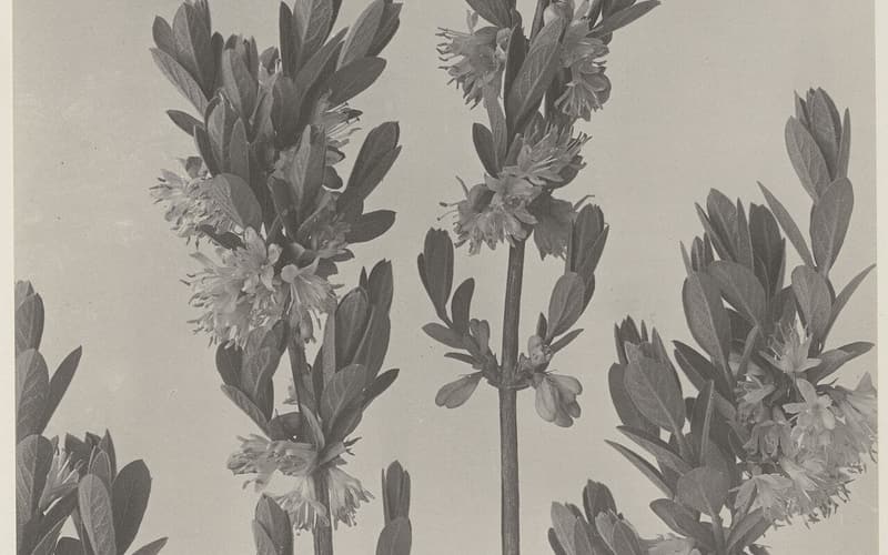 Mountain fly honeysuckle (Lonicera villosa) flowering branches with paired pale flowers, a 1911 photograph
