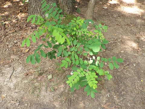 Mountain indigobush (Amorpha glabra) young shrub with widely spaced leaflets on a wooded slope