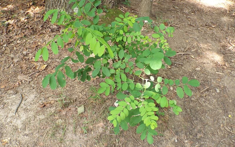 Mountain indigobush (Amorpha glabra) young shrub with widely spaced leaflets on a wooded slope