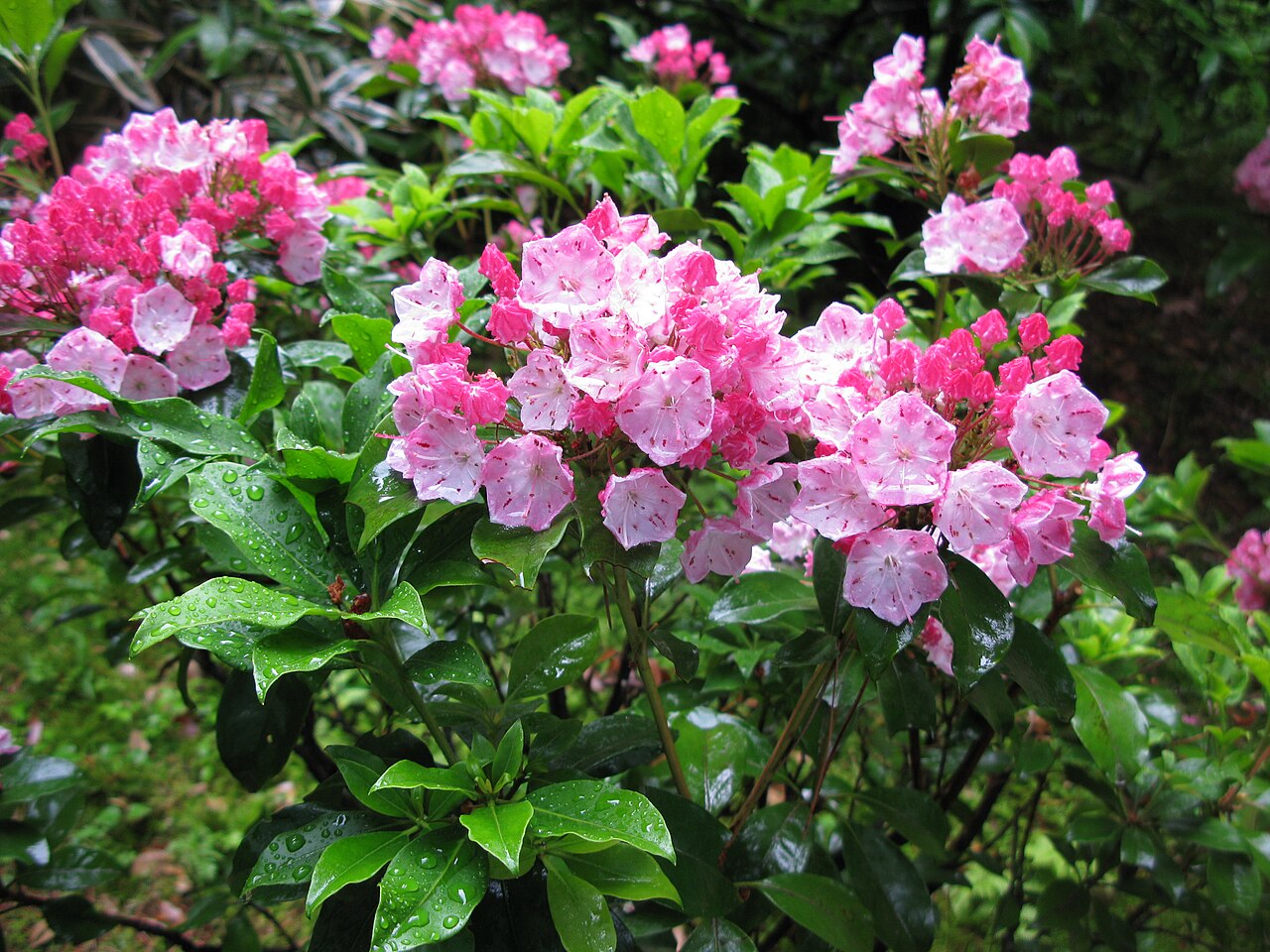 Mountain Laurel (Kalmia latifolia)