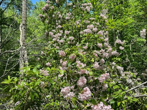 Mountain Laurel