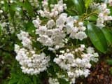 Mountain laurel (Kalmia latifolia) clusters of white cup-shaped flowers and pink buds among glossy evergreen leaves