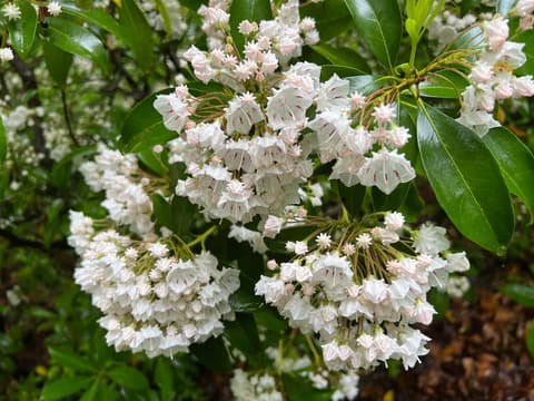 Mountain laurel (Kalmia latifolia) clusters of white cup-shaped flowers and pink buds among glossy evergreen leaves