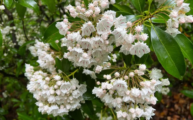 Mountain laurel (Kalmia latifolia) clusters of white cup-shaped flowers and pink buds among glossy evergreen leaves