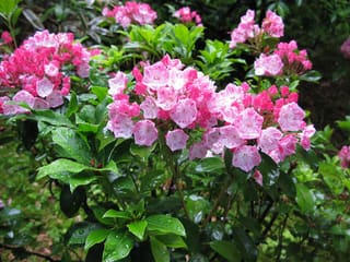 Mountain laurel (Kalmia latifolia) clusters of pink flowers in early summer