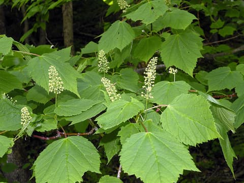 Mountain maple (Acer spicatum) upright white flower spikes among broad lobed leaves