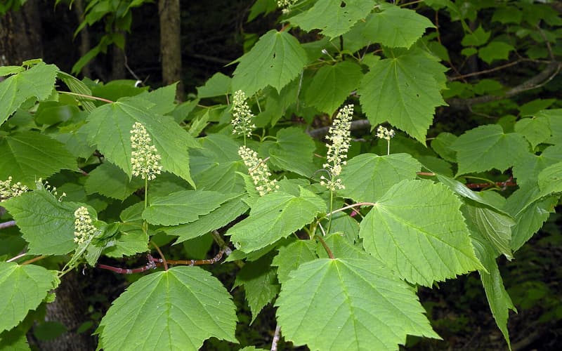Mountain maple (Acer spicatum) upright white flower spikes among broad lobed leaves