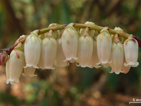Mountain sweetbells (Eubotrys recurva) row of white bells hanging from a curved spray on a red twig