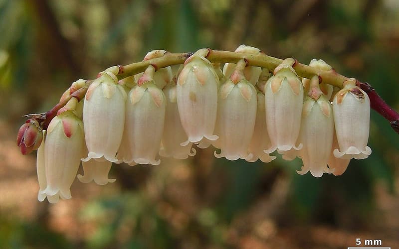 Mountain sweetbells (Eubotrys recurva) row of white bells hanging from a curved spray on a red twig