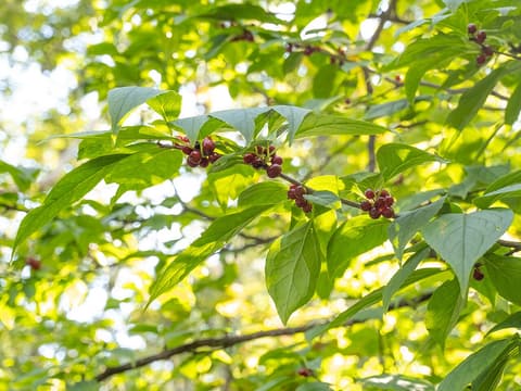 Mountain winterberry (Ilex montana) leafy branch with clusters of dark red fruit