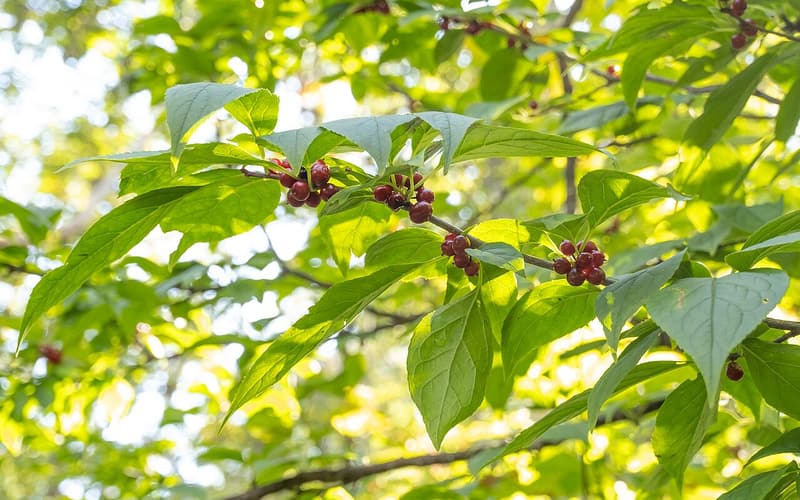 Mountain winterberry (Ilex montana) leafy branch with clusters of dark red fruit