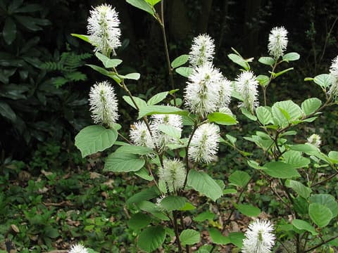 Mountain witch alder (Fothergilla major) white bottlebrush flower spikes among new spring leaves