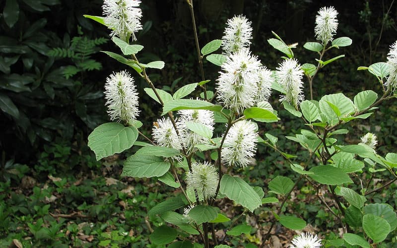 Mountain witch alder (Fothergilla major) white bottlebrush flower spikes among new spring leaves