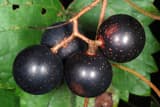Muscadine (Vitis rotundifolia) four large purple-black grapes with pale dots on a stem among the leaves