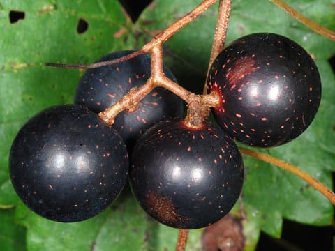 Muscadine (Vitis rotundifolia) four large purple-black grapes with pale dots on a stem among the leaves