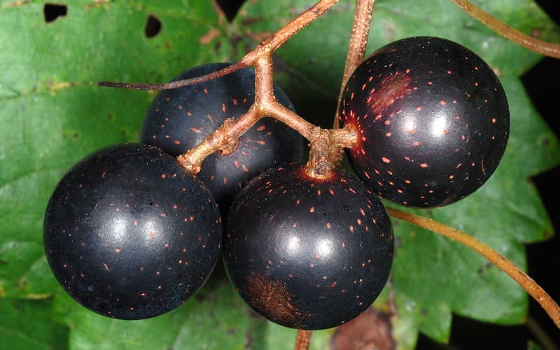 Muscadine (Vitis rotundifolia) four large purple-black grapes with pale dots on a stem among the leaves