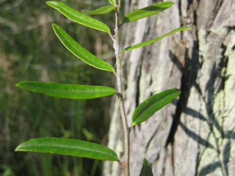 Myrtle dahoon (Ilex myrtifolia) narrow, shiny evergreen leaves along a slender twig