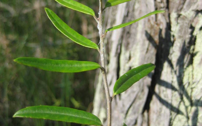 Myrtle dahoon (Ilex myrtifolia) narrow, shiny evergreen leaves along a slender twig