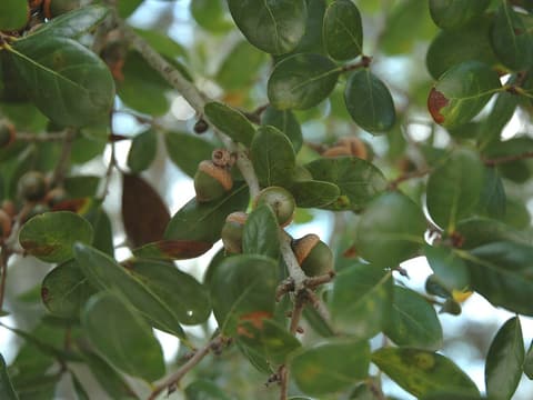Myrtle oak (Quercus myrtifolia) glossy evergreen leaves around a twig bearing acorns in their cups