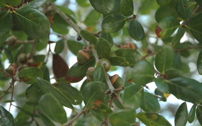 Myrtle oak (Quercus myrtifolia) glossy evergreen leaves around a twig bearing acorns in their cups
