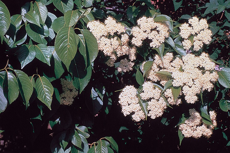Nannyberry (Viburnum lentago)