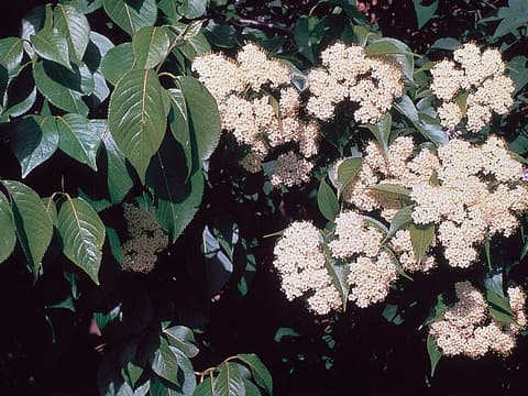 Nannyberry (Viburnum lentago) flat white flower clusters among glossy leaves