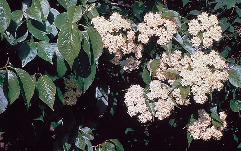 Nannyberry (Viburnum lentago) flat white flower clusters among glossy leaves
