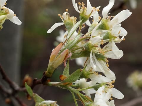 Nantucket serviceberry (Amelanchier nantucketensis) white flowers with spoon-shaped petals on a twig